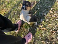 Teddy, a male Pembroke Welsh Corgi for sale in Fairfield, ME – Photo 4 of 8