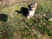 Teddy, a male Pembroke Welsh Corgi for sale in Fairfield, ME – Photo 5 of 8