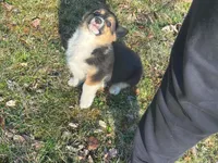 Teddy, a male Pembroke Welsh Corgi for sale in Fairfield, ME – Photo 7 of 8