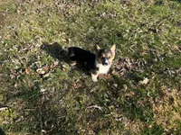 Teddy, a male Pembroke Welsh Corgi for sale in Fairfield, ME – Photo 8 of 8