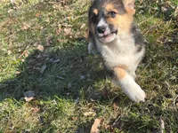 Teddy, a male Pembroke Welsh Corgi for sale in Fairfield, ME – Photo 6 of 8