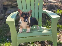 Teddy, a male Pembroke Welsh Corgi for sale in Fairfield, ME – Photo 2 of 8