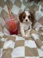 Herbie , a male Cavalier King Charles Spaniel for sale in Fairfield, ME – Photo 3 of 3