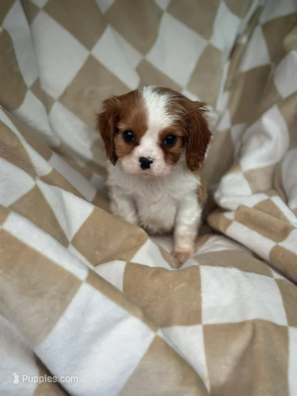 Herbie  – Cavalier King Charles Spaniel puppy for sale in Fairfield, ME