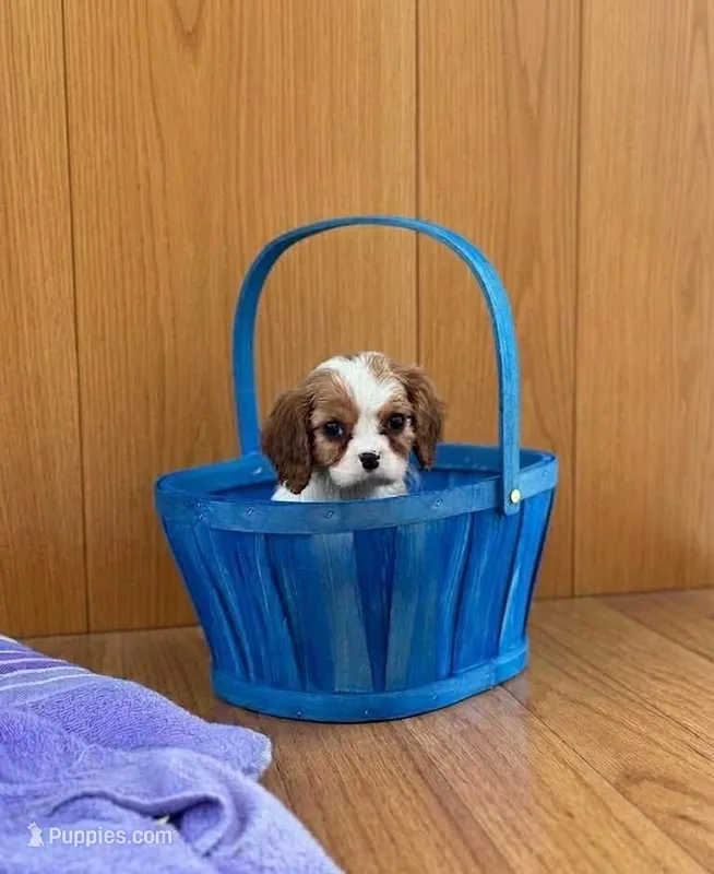 Herbie  – Cavalier King Charles Spaniel puppy for sale in Fairfield, ME
