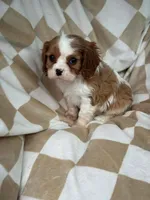 Herbie , a male Cavalier King Charles Spaniel for sale in Fairfield, ME – Photo 2 of 3