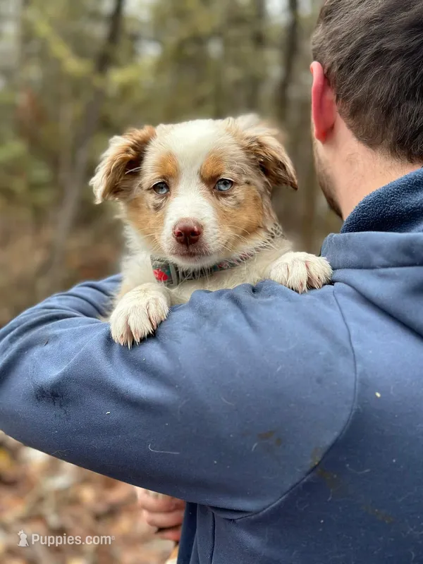Cinnamon  – Miniature Australian Shepherd puppy for sale in Fairfield, ME