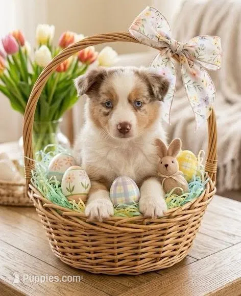 Cinnamon  – Miniature Australian Shepherd puppy for sale in Fairfield, ME