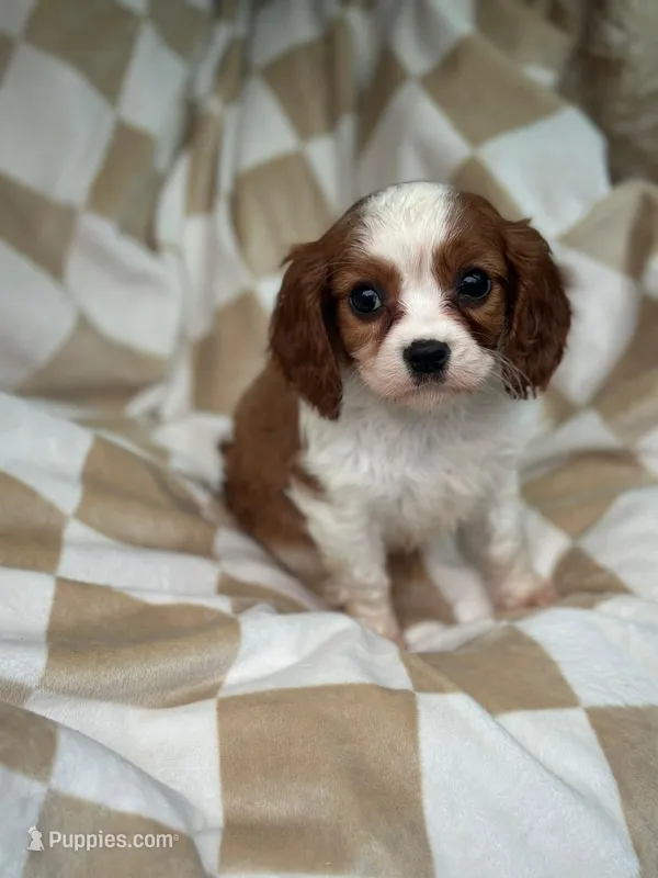 Max – Cavalier King Charles Spaniel puppy for sale in Fairfield, ME