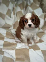 Max, a male Cavalier King Charles Spaniel for sale in Fairfield, ME – Photo 1 of 4