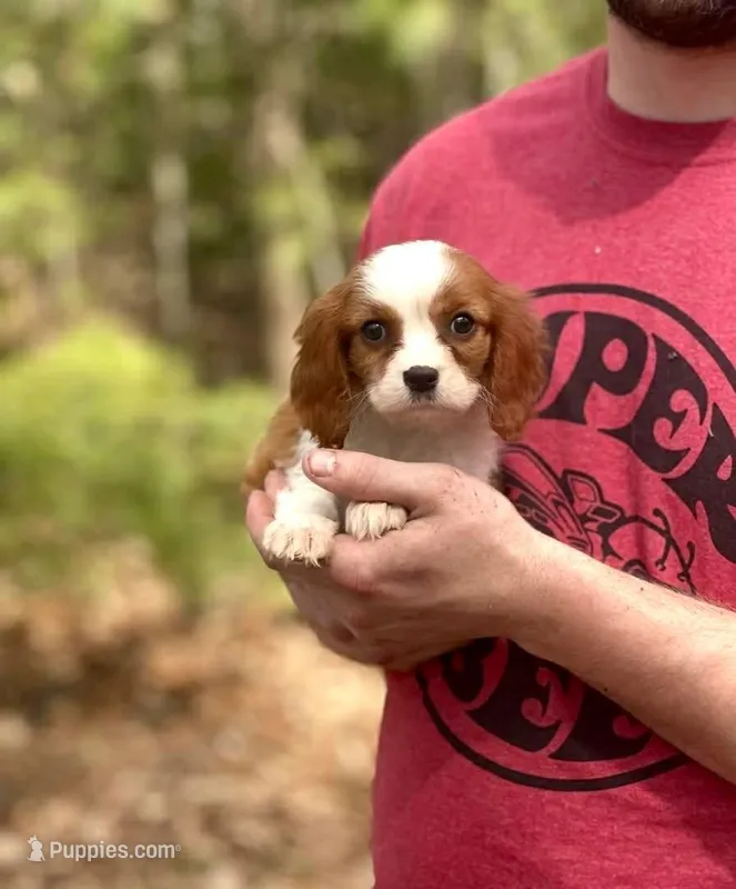 Max – Cavalier King Charles Spaniel puppy for sale in Fairfield, ME