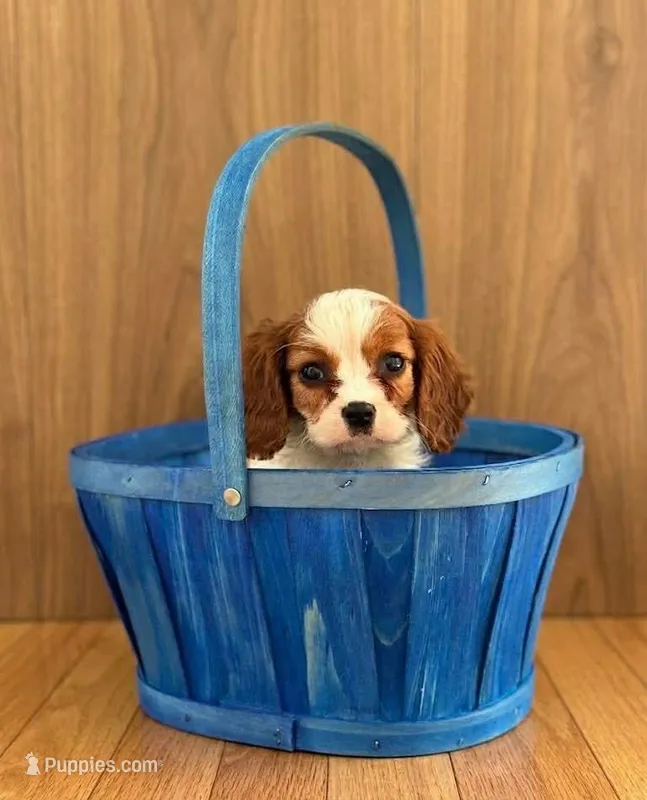 Max – Cavalier King Charles Spaniel puppy for sale in Fairfield, ME