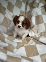 Max, a male Cavalier King Charles Spaniel for sale in Fairfield, ME – Photo 2 of 4