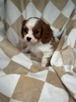 Max, a male Cavalier King Charles Spaniel for sale in Fairfield, ME – Photo 3 of 4