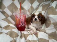 Max, a male Cavalier King Charles Spaniel for sale in Fairfield, ME – Photo 4 of 4