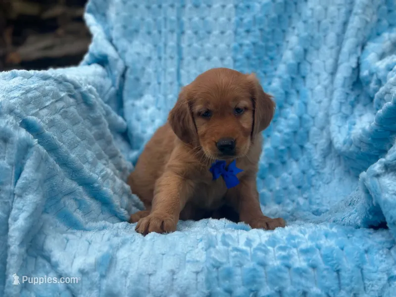 Comet – Golden Retriever puppy for sale in South China, ME