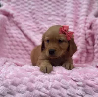 Lacey, a female Golden Retriever for sale in South China, ME – 1 of 1