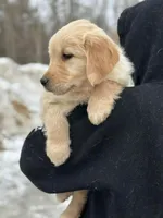 Mara, a female Golden Retriever for sale in Winslow, ME – Photo 1 of 8