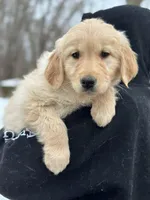 Mara, a female Golden Retriever for sale in Winslow, ME – Photo 5 of 8