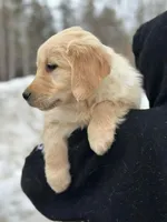 Mara, a female Golden Retriever for sale in Winslow, ME – Photo 6 of 8