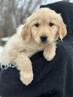 Mara, a female Golden Retriever for sale in Winslow, ME – Photo 7 of 8