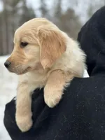 Mara, a female Golden Retriever for sale in Winslow, ME – Photo 3 of 8