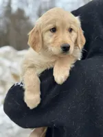 Mara, a female Golden Retriever for sale in Winslow, ME – Photo 4 of 8