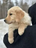 Mara, a female Golden Retriever for sale in Winslow, ME – Photo 8 of 8