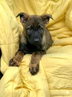 Timber , a male German Shepherd Dog for sale in Fairfield, ME – Photo 2 of 2