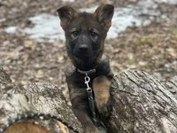 Timber , a male German Shepherd Dog for sale in Fairfield, ME – Photo 1 of 2
