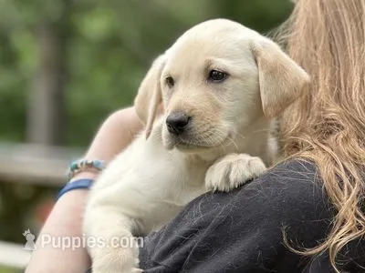 Jewel – Labrador Retriever puppy for sale in South China, ME