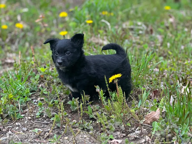 Sam, a male Pomeranian and Miniature Goldendoodle for sale in Fairfield, ME – 1 of 5