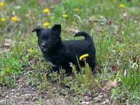 Sam, a male Pomeranian and Miniature Goldendoodle for sale in Fairfield, ME – 1 of 5