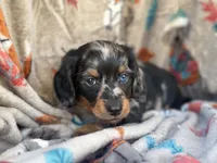 Teddy, a male Miniature Dachshund for sale in South China, ME – 8 of 10