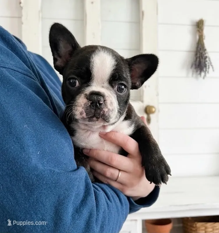 Sampson – French Bulldog, Frenchton puppy for sale in South China, ME