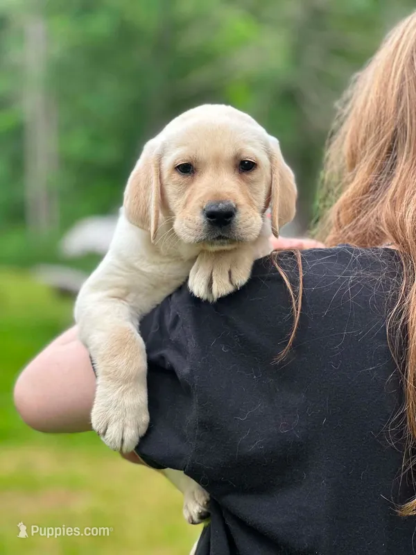 Jack – Labrador Retriever puppy for sale in South China, ME