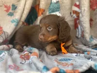 Brownie boy, a male Miniature Dachshund for sale in South China, ME – 7 of 10