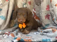 Brownie boy, a male Miniature Dachshund for sale in South China, ME – 3 of 10