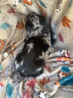 Teddy, a male Miniature Dachshund for sale in South China, ME – 4 of 10