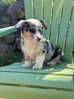 Violet , a female Pembroke Welsh Corgi for sale in Fairfield, ME – Photo 2 of 3