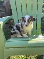 Violet , a female Pembroke Welsh Corgi for sale in Fairfield, ME – Photo 3 of 3