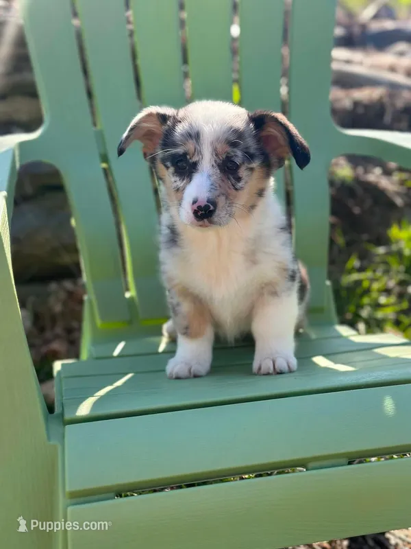 Violet  – Pembroke Welsh Corgi puppy for sale in Fairfield, ME