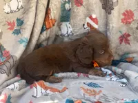 Brownie boy, a male Miniature Dachshund for sale in South China, ME – 6 of 10
