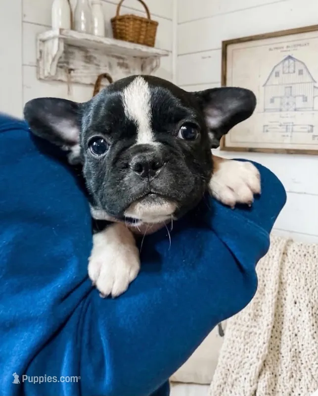 Milo – French Bulldog, Frenchton puppy for sale in South China, ME