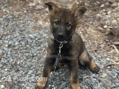 Talia – German Shepherd Dog puppy for sale in Fairfield, ME