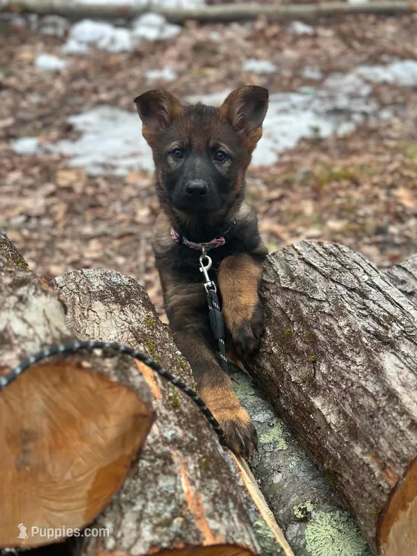 Talia – German Shepherd Dog puppy for sale in Fairfield, ME