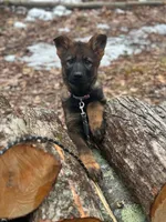 Talia, a female German Shepherd Dog for sale in Fairfield, ME – Photo 1 of 3