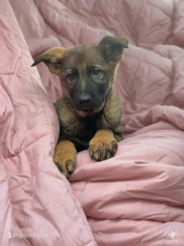 Talia – German Shepherd Dog puppy for sale in Fairfield, ME