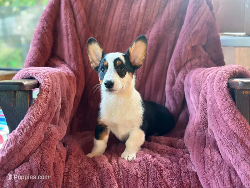 Missy – Pembroke Welsh Corgi puppy for sale in South China, ME