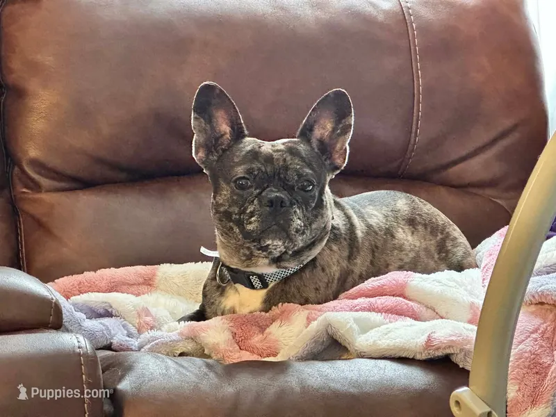 Milly – Frenchton puppy for sale in Fairfield, ME